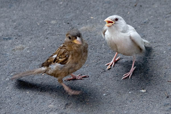 aa-albino-sparrow-a.jpg
