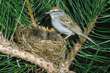 aa-sparrows-with-babies.jpg