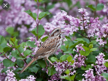sparrow on lilac bush 2